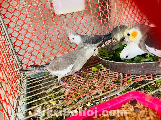 Cocateil Birds